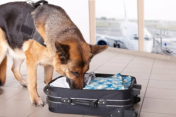 Airport canine. Dog sniffs out drugs or bomb in a luggage.