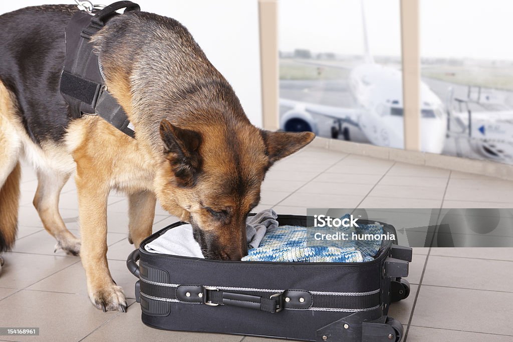 Escutar cão no aeroporto - Royalty-free Cão Foto de stock