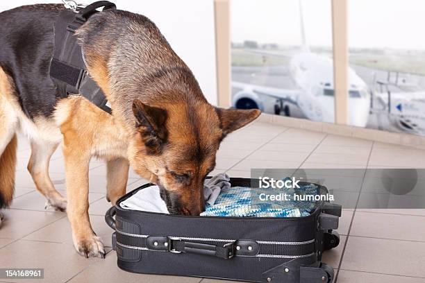 Escutar Cão No Aeroporto - Fotografias de stock e mais imagens de Cão - Cão, Olfato, Aeroporto