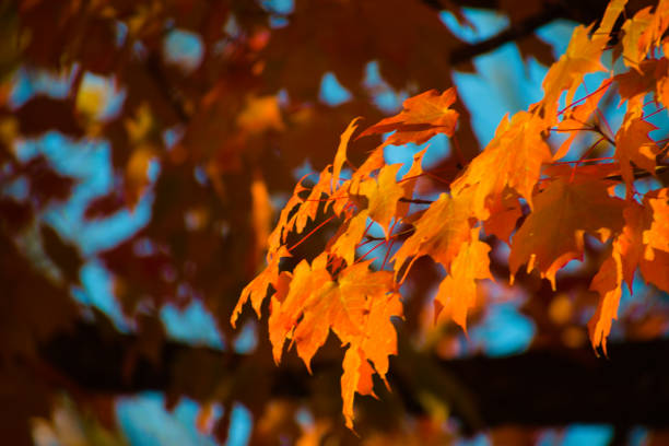 istock Colorful Autumn Foliage 1541695249
