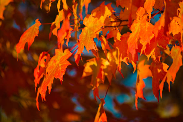 istock Colorful Autumn Foliage 1541696786