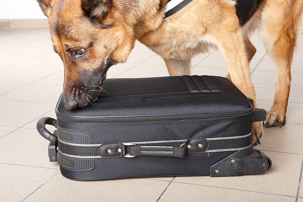 istock Police German Shepard dog sniffing luggage 154170108