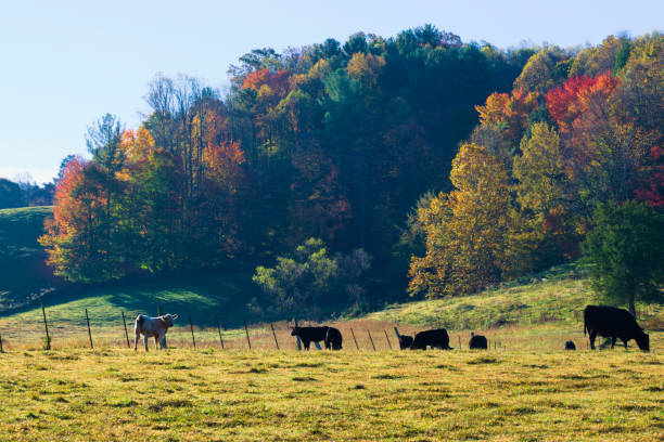 istock Cattle in the Ranch by the Mountain 1541703902