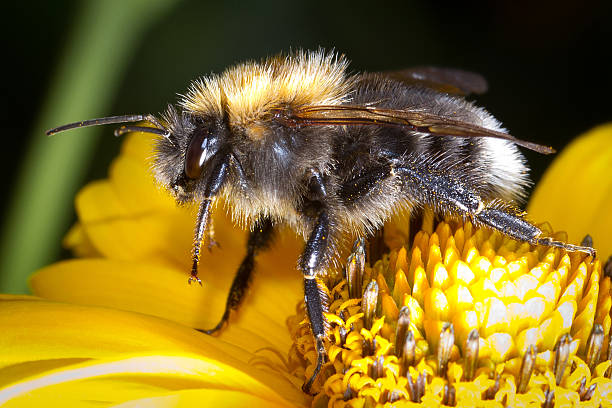 istock Bumblebee on the flower 154170646