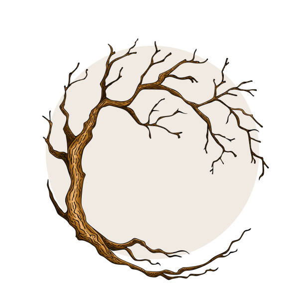 ilustrações, clipart, desenhos animados e ícones de árvore circular árvore nua, sem folhas com galhos vazios - abstract autumn bare tree empty