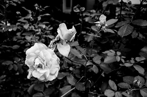 Monochrome composition: Rose bush with an insect