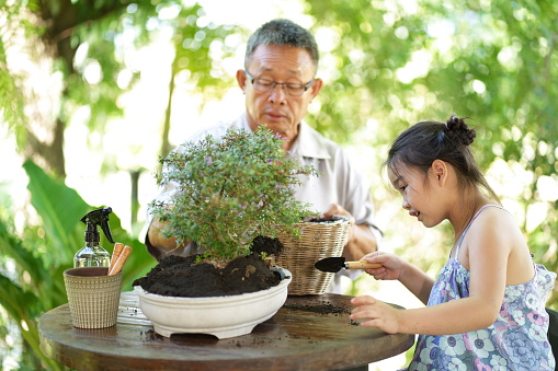 Grandfather and grandaughter planting bonsai tree in the backyard garden, active life style while stay at home in weekend, family relationship