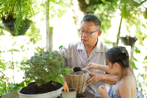 Grandfather and granddaughter planting bonsai tree in the backyard garden, active life style while stay at home in weekend, family relationship