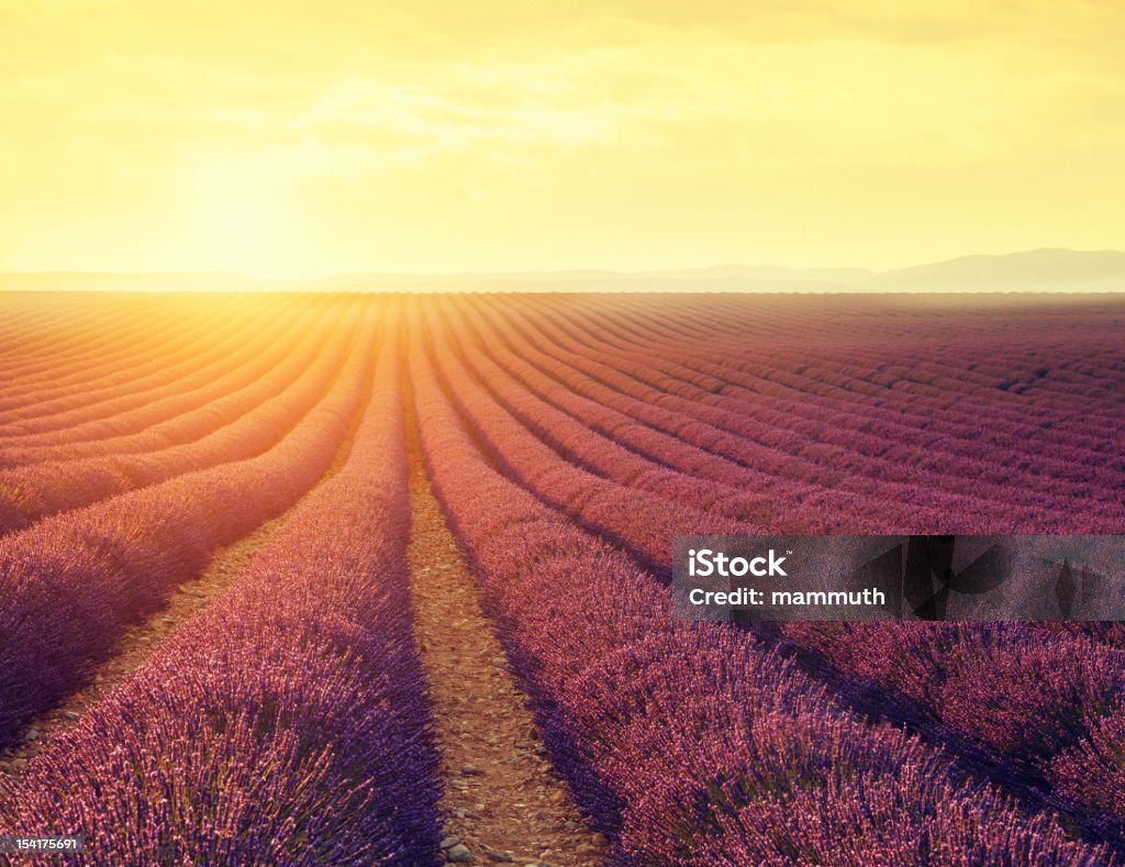 Lavanda campo ao pôr do sol - Royalty-free Campo agrícola Foto de stock