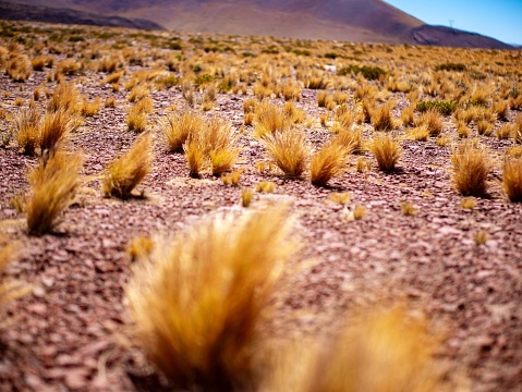 The landscape of Paja Brava, San Pedro de Atacama with a field of grass growing on the ground