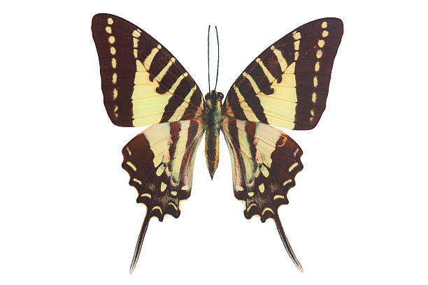 istock Thoas Swallowtail (Papilio thoas) - Yellow and black 154180030