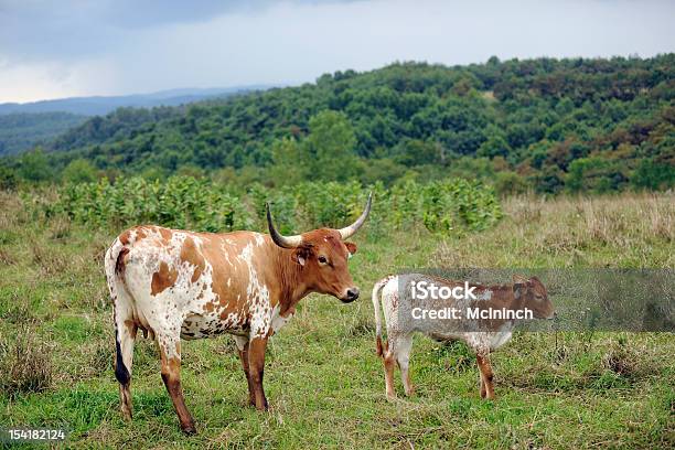 Texas Longhorns Em Hill Country - Fotografias de stock e mais imagens de Animal - Animal, Ao Ar Livre, Bezerro