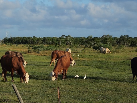 Close Up Of Cows In A Field In Texas
