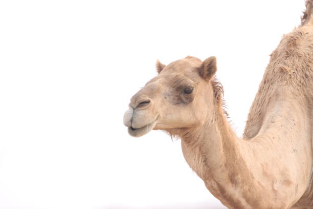 istock Camels of Oman 1541827624