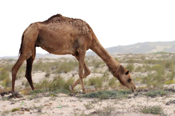 camels of oman - camel back imagens e fotografias de stock