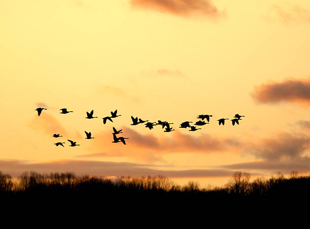 istock Canadian Geese Flying into the Sunset 154183058