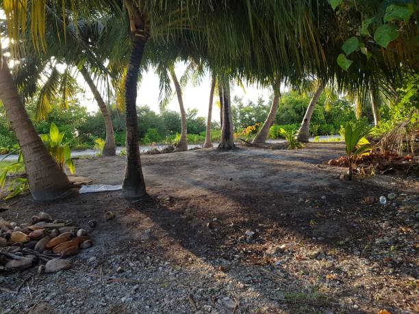 Tropical palm trees with bright sunshine on the shoreline