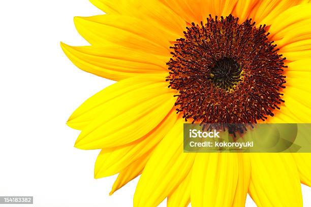 Girasole - Fotografie stock e altre immagini di Agricoltura - Agricoltura, Ambiente, Amore