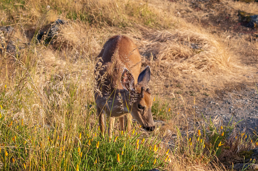 A deer grazing in the grass with the late day sun shining on him.