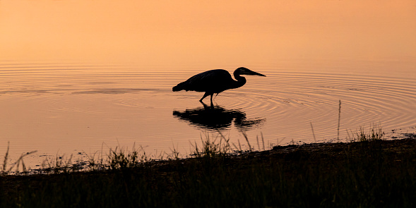 A Great Blue Heron reflection during sunset.