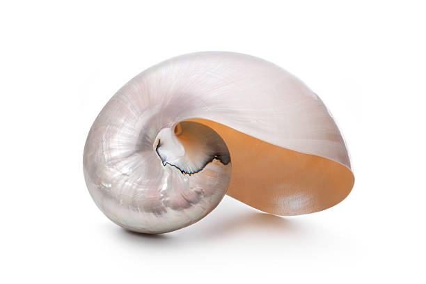 istock Pearl shell of a Nautilus pompilius 154184782