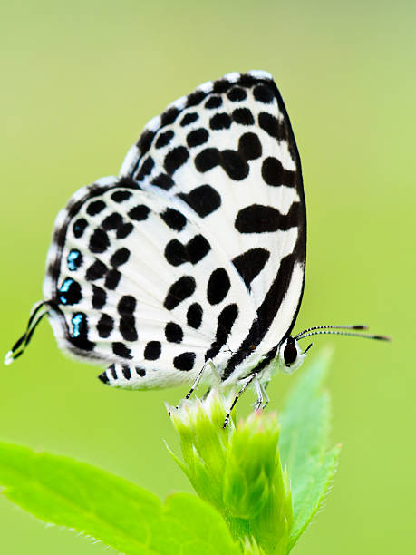 istock Castalius rosimon, White butterfly with black spots. 154184788