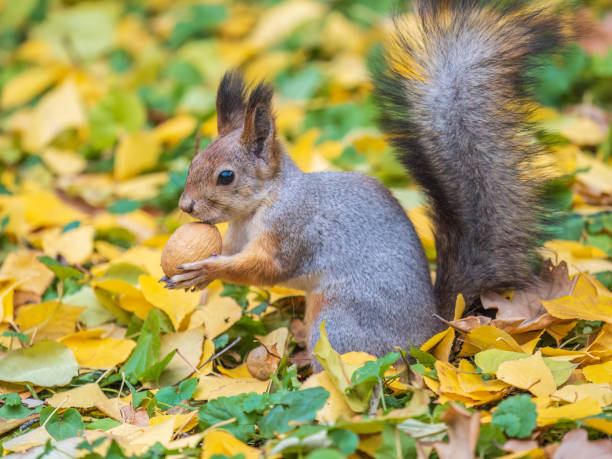 istock Autumn squirrel with nut sits on green grass with fallen yellow leaves 1541849471