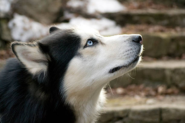 Siberian Husky Portrait stock photo