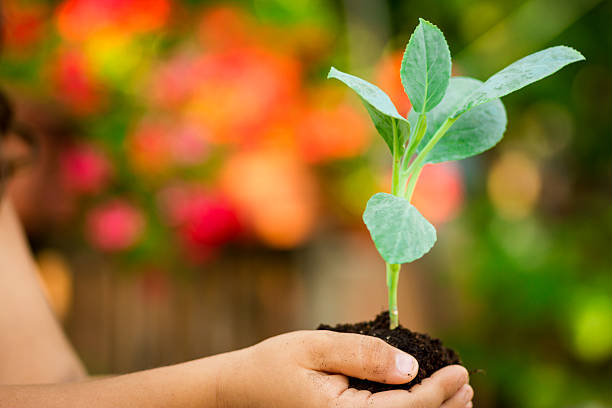 istock Small plant in the palm 154185148