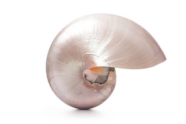 istock Pearl shell of a Nautilus pompilius 154185199