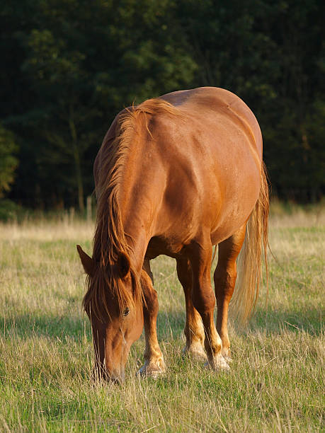 istock Suffolk Punch Horse Grazing 154186025