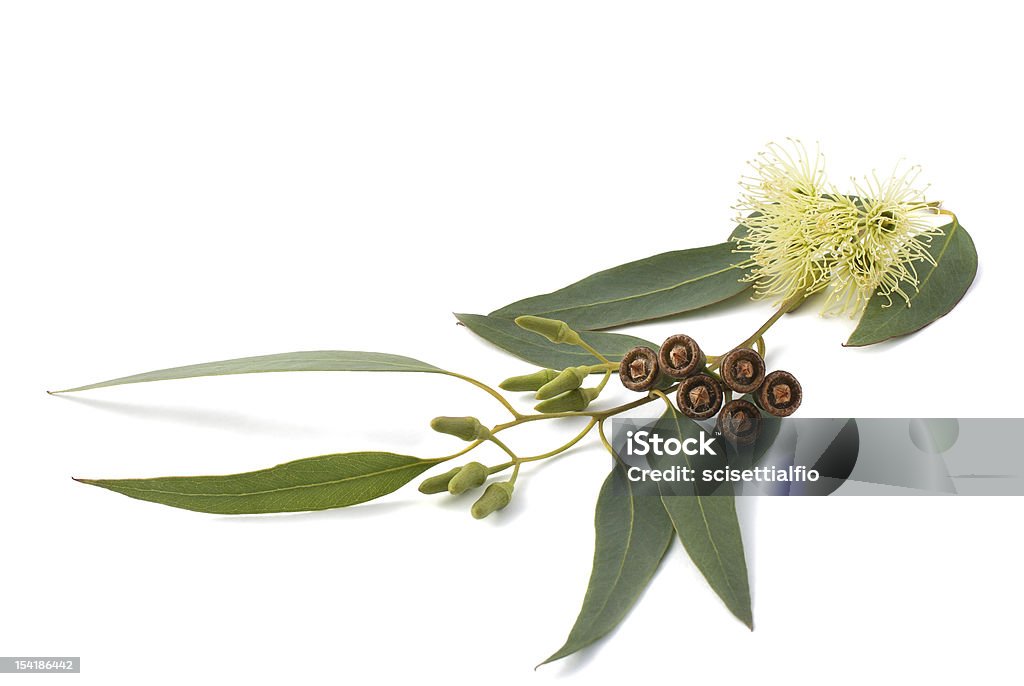 eucalyptus branch eucalyptus branch isolated on white Bluegum Tree Stock Photo