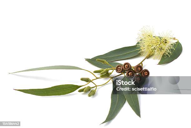 Eucalyptus Branch Stock Photo - Download Image Now - Bluegum Tree, Leaf, Eucalyptus Tree