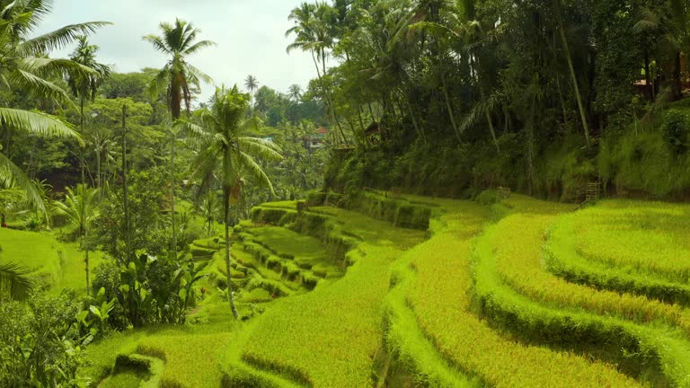 Aerial shot of the lush green rice paddies of Bali.