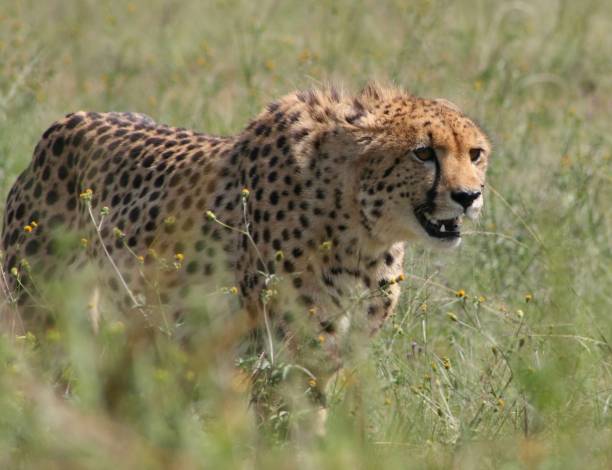 istock Majestic cheetah striding through a vibrant, verdant landscape 1541865940