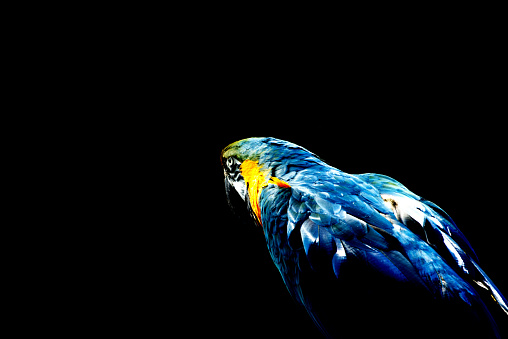 Blue and Gold Macaw on a black background