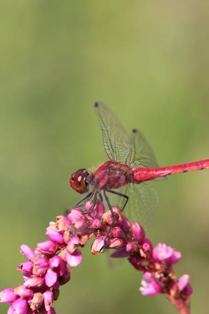 istock Red dragonfly on pink flower on green background 1541869805