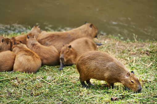 Hard of capybaras sitting together on a grassy bank next a river in the rainforest