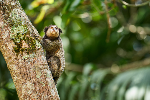 Marmoset looking around at its surrounds while hanging onto a tree trunk in the rainforest