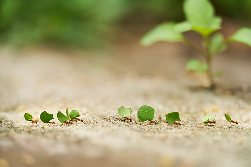 Close-up of a group of leaf cutter ants walking with leaves along the ground in a forest