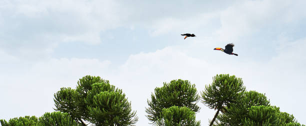 Free Stock Photo of Bird Flying Above Tree | Download Free Images and ...