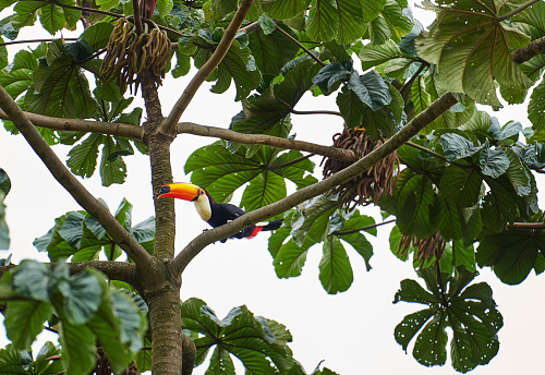 Colorful toucan perched on a tree branch high up in the canopy of the rainforest