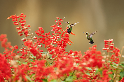 Two hummingbirds feeding on nectar from flowers growing on a bush in the rainforest