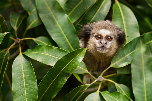 Marmoset looking sitting in a leafy tree branch in the rainforest and looking out at its surroundings