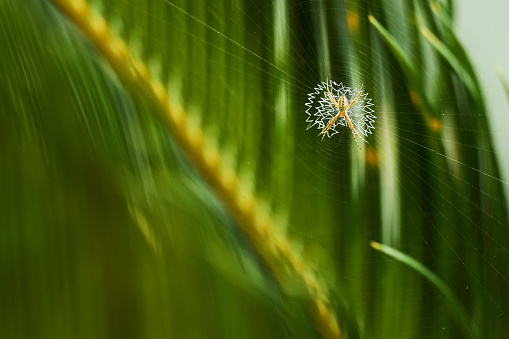 spider sitting in the center of its web attached to palm branches in the rainforest