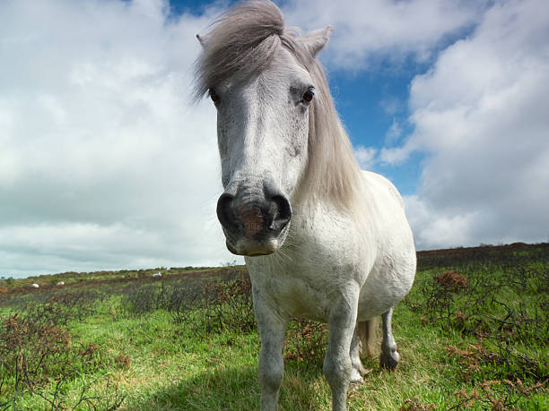 Dartmoor Pony stock photo