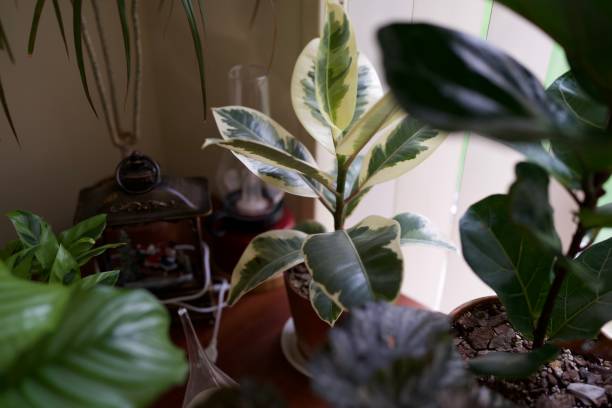 istock Variegated rubber tree with other houseplants 1541883584