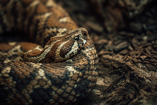 A close-up of a Werner's Palestine viper snake coiled amongst leaves