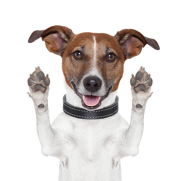 istock Dog with its paws up giving a high five 154190582