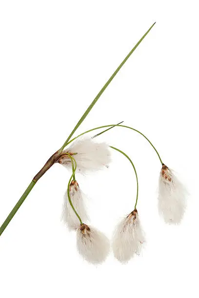 flower plant cotton-grass (Eriophorum gracile) on white